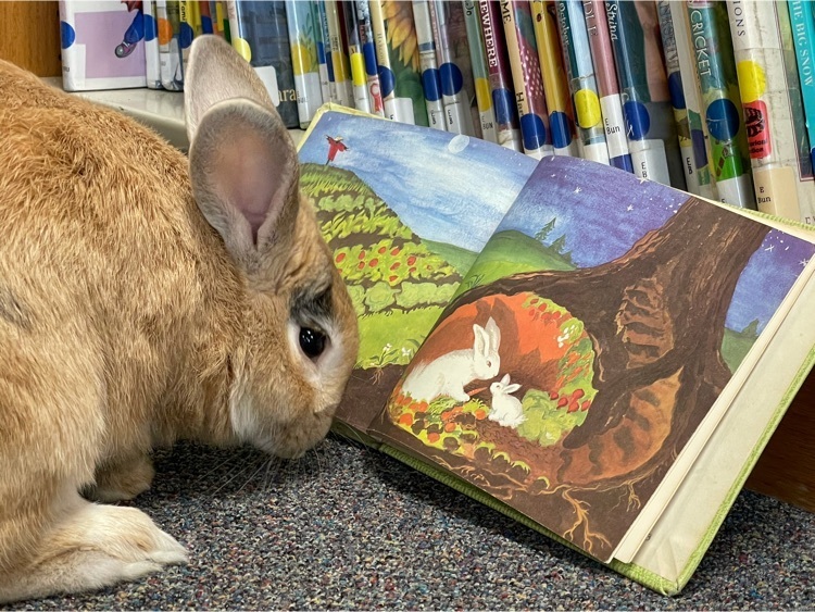 bunny reading 