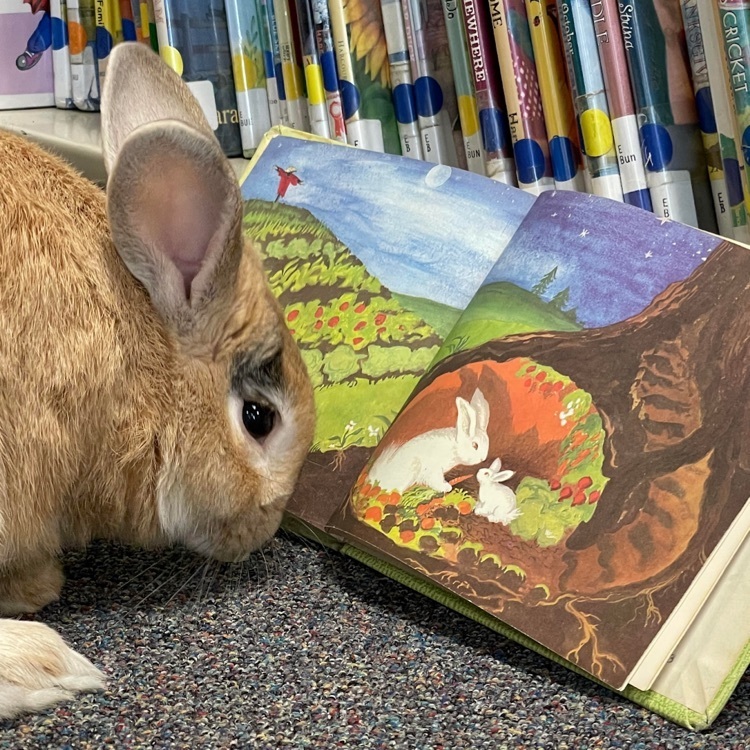 bunny book